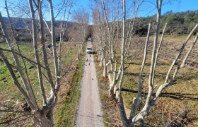  Élagage de platanes