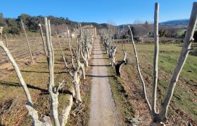  Élagage de platanes